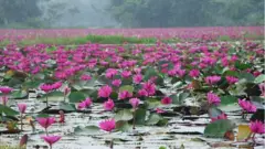 বরিশালের শাপলা বিল