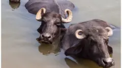 म्हैस