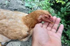 Digaag