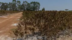 Pés de café secos e queimados ao lado de uma estrada de terra com árvores no fundo na fazenda Rosário em Pedregulho (SP), setembro de 2024