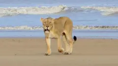 ગુજરાત, ગીર, ગીરના સિંહ, બીબીસી ગુજરાતી, જૂનાગઢ, ગીર અભયારણ્ય