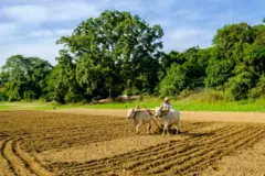 စစ်ကိုင်းတိုင်းထဲက လယ်လုပ်ငန်းခွင်တစ်နေရာ (ပုံဟောင်း)