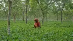 ২০২৫ সাল নাগাদ চায়ের উৎপাদন লক্ষ্যমাত্রা নির্ধারণ করা হয়েছে ১৪ কোটি কেজি।