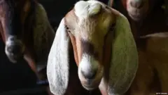 પ્રતીકાત્મક તસવીર