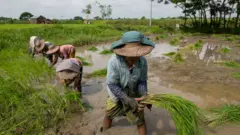 အာဏာသိမ်းမှုက လယ်သမားတွေကို ဘယ်လိုရိုက်ခတ်နေပြီလဲ