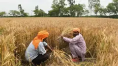 गेहूं की फसल काटते किसान