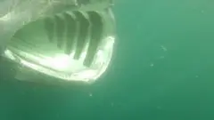 Ajkula