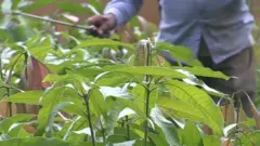 කෘමිනාශක භාවිතය