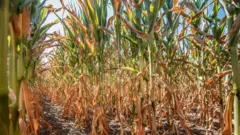 Сухое кукурузное поле в Рогозе, восточная Словения.