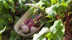 Свекла на грядке.