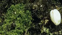 سمندری گھاس