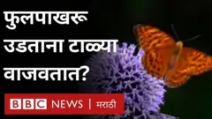 फुलपाखरू