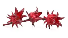 রোজেলা