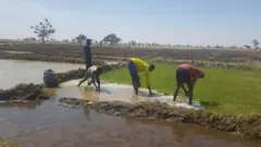Yadda manoma suka koma ƴan gudun hijira a Zamfara