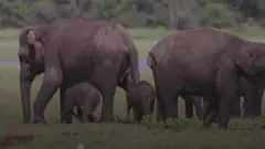 අලි රංචුව