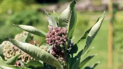 5 рослин-чужинців, які загрожують Україні