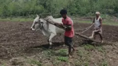 రైతు కాడెద్దుగా రైతు