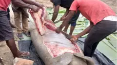 Sea cow