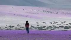 cvece u pustinji atakama u cileu