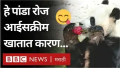 पांडा