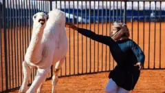 سعودي کې د اوښانو سیالي