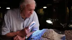 டைனோசரின் புதைபடிமம்