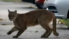 Puma (Simba wa milimani wa Amerika) huyu anayekadiriwa kuwa na mwaka mmoja, alionekana katika mitaa ya jiji la Santiago, mji mkuu wa Chile. Mamlaka nchini humo zinaamini simba huyo ametokea katika milima inayozunguka jiji hilo.