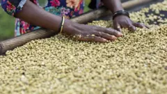 Dubartii buna qoorsaa jirtu