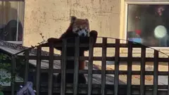 odbegla crvena panda