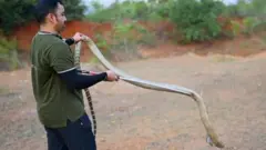 किंग कोबरा