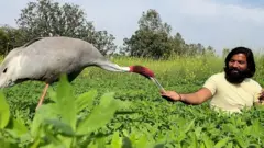 모하마드 아리프와 두루미