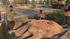 Кесилган кўп йиллик соғлом дарахт