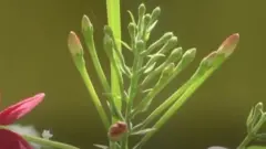 जंगल