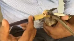 पक्षी