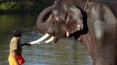 elephant