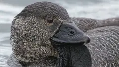 Talking Duck మాట్లాడే బాతు
