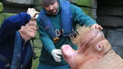 dokter