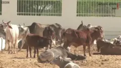 गाय
