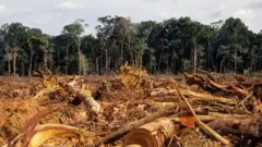Lote desmatado na Amazônia