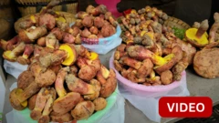 குட்டி மனிதர்களை பார்க்க வைக்கும் அரிய வகை காளான்கள்