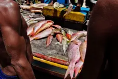 Torso de pescadores em primeiro plano e, ao fundo, peixes sobre uma embarcação