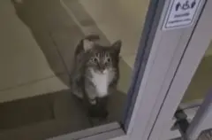 Gato do lado de dentro de uma agência olhando pela porta de vidro