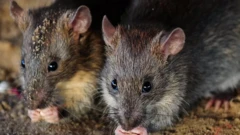 rats