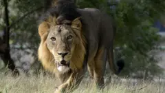 પ્રોજેક્ટ લાયન શું છે, સિંહો, સાસણ ગીર, ગીર સોમનાથ જૂનાગઢ, નરેન્દ્ર મોદી, વાઇલ્ડ લાઇફ બોર્ડ, પ્રોજેક્ટ સ્તરે કામ, બીબીસી ગુજરાતી, બીબીસી ન્યૂઝ ગુજરાતી 