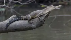 بقای تمساح باریک خرطوم آفریقای مرکزی (Mecistops leptorynchus) که در سال ۲۰۱۸ کشف شد به خاطر از دست رفتن زیستگاه و شکار غیرقانونی در خطر است