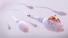 నిద్రలో స్కలనం, సంతానలేమి, వీర్యకణాలు