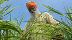 ਝੋਨਾ