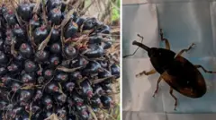 పామాయిల్ పురుగు 