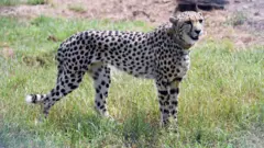A handout photo made available shows one of the cheetahs released by Prime Minister Narendra Modi in Kuno National Park, in Madhya Pradesh, on 17 September 2022.