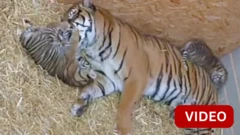 புலிக்குட்டி 